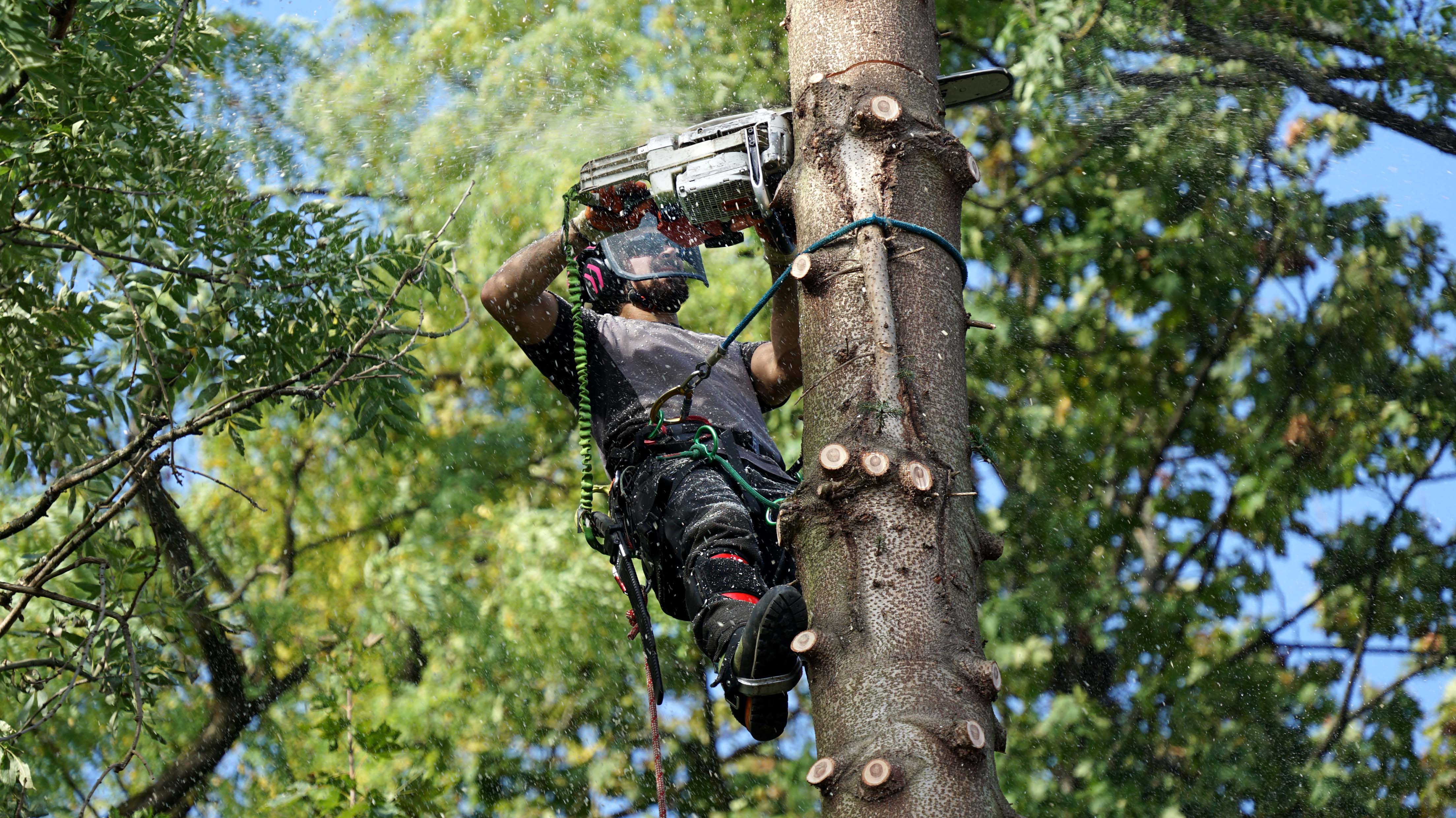 Professionelle Arbeit am Baum