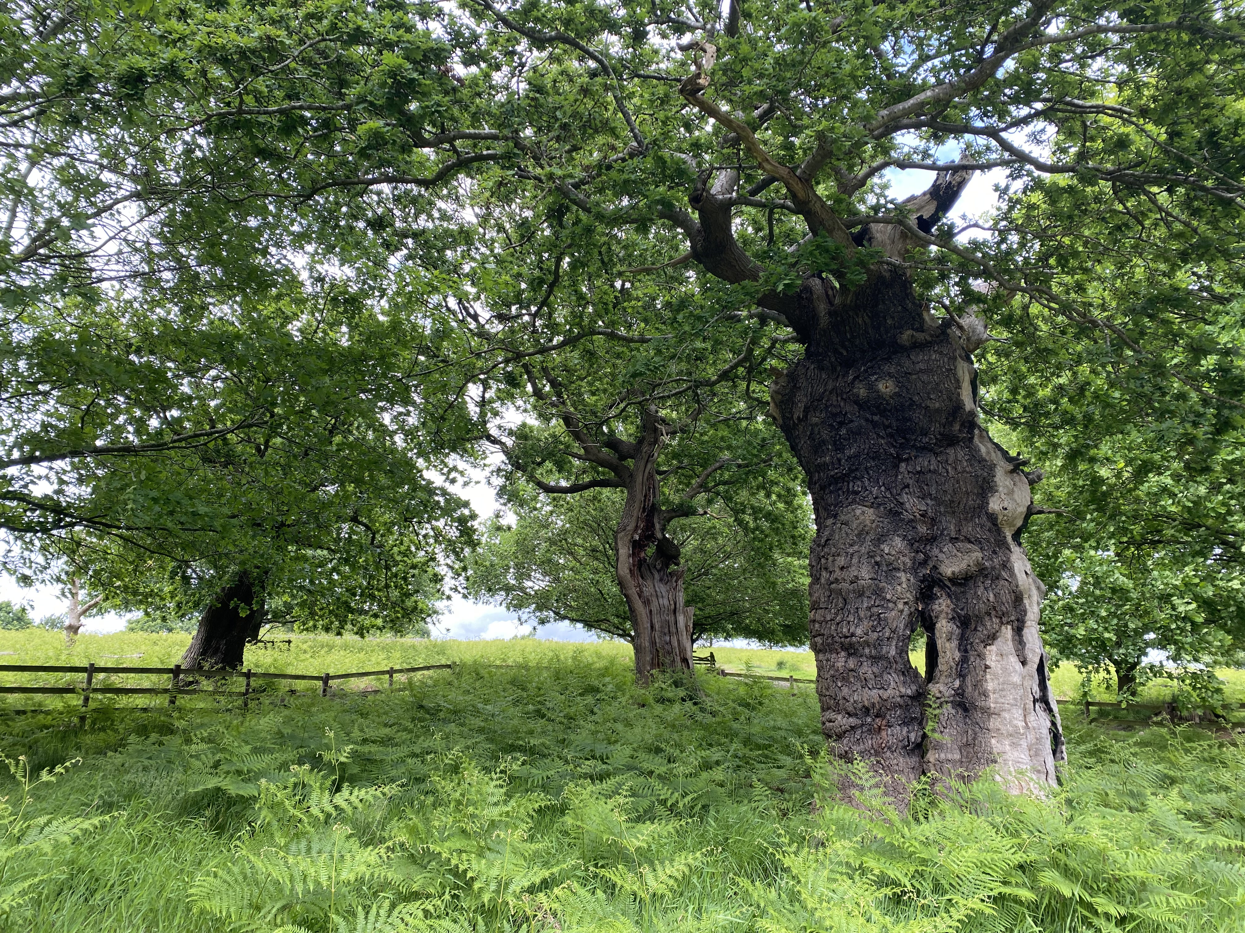 Baumpflege-Arbeiten im Baum