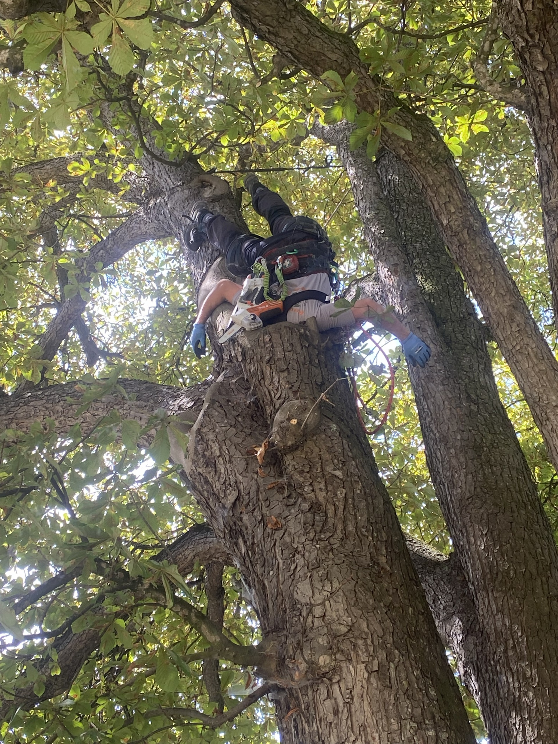 Baumarbeiten mit Ausrüstung im Baum